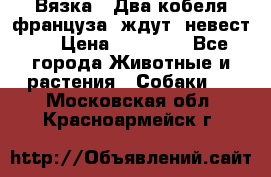  Вязка ! Два кобеля француза ,ждут  невест.. › Цена ­ 11 000 - Все города Животные и растения » Собаки   . Московская обл.,Красноармейск г.